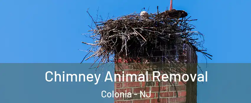  Chimney Animal Removal Colonia - NJ