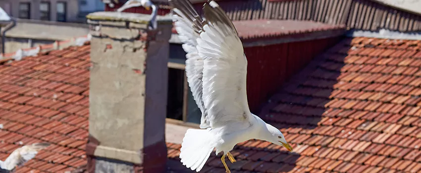 Residential Chimney Animal Removal Solution in Colonia, NJ