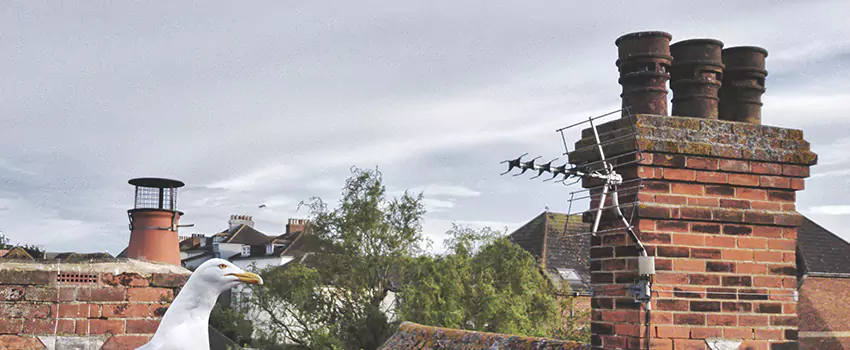 Chimney Cleaning And Restoration in Colonia, New Jersey
